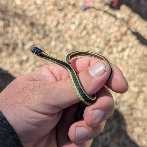 iNaturalist observation photo of Mountain Garter Snake