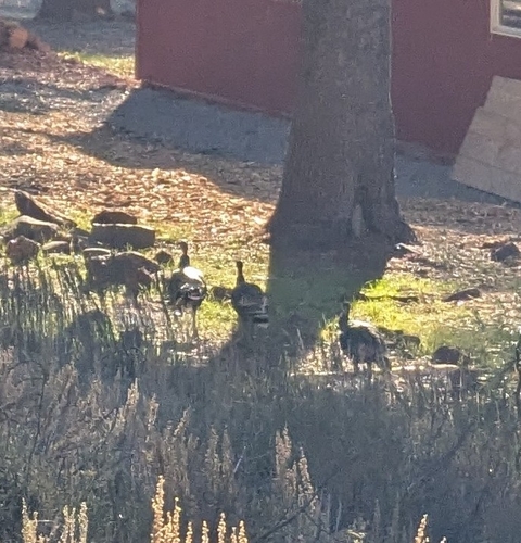 iNaturalist observation photo of Wild Turkey