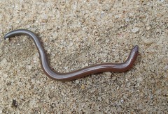 Nessia monodactyla