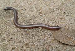 Nessia monodactyla