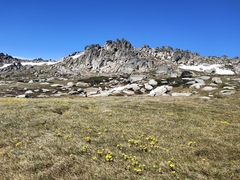 Ranunculus muelleri