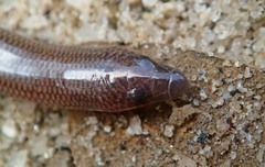 Nessia monodactyla