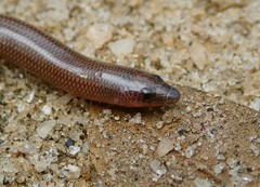 Nessia monodactyla