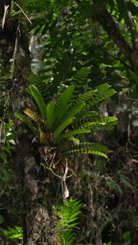 Vriesea hieroglyphica