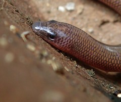 Nessia monodactyla