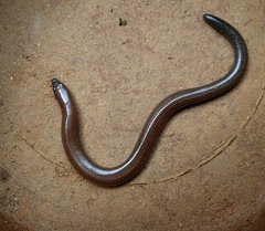 Nessia monodactyla