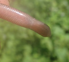Nessia monodactyla