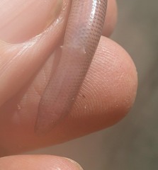 Nessia monodactyla