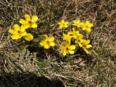 Ranunculus muelleri