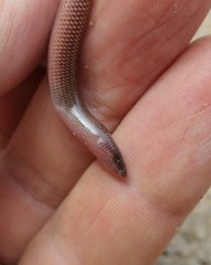 Nessia monodactyla