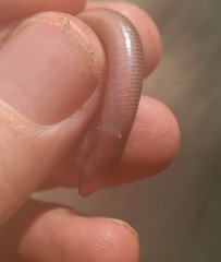 Nessia monodactyla