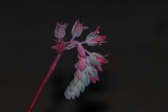 Echeveria elegans