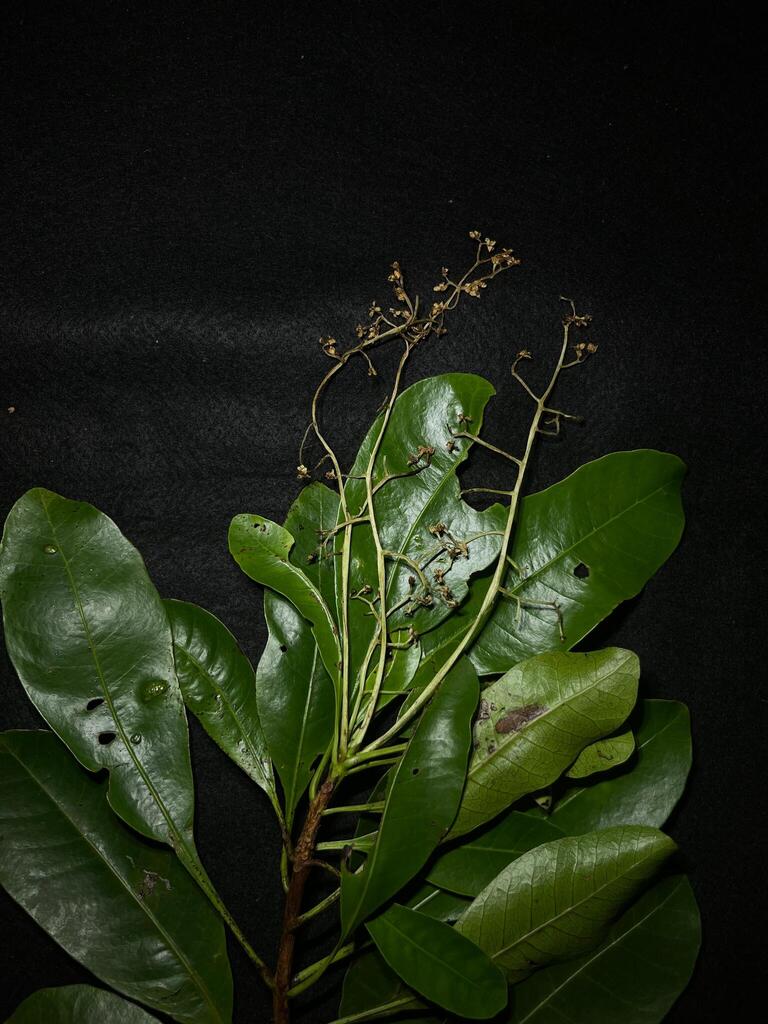 Sparrow’s Mango (Buchanania arborescens)