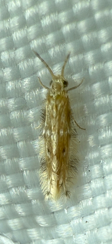 Oxyethira pallida photo 2