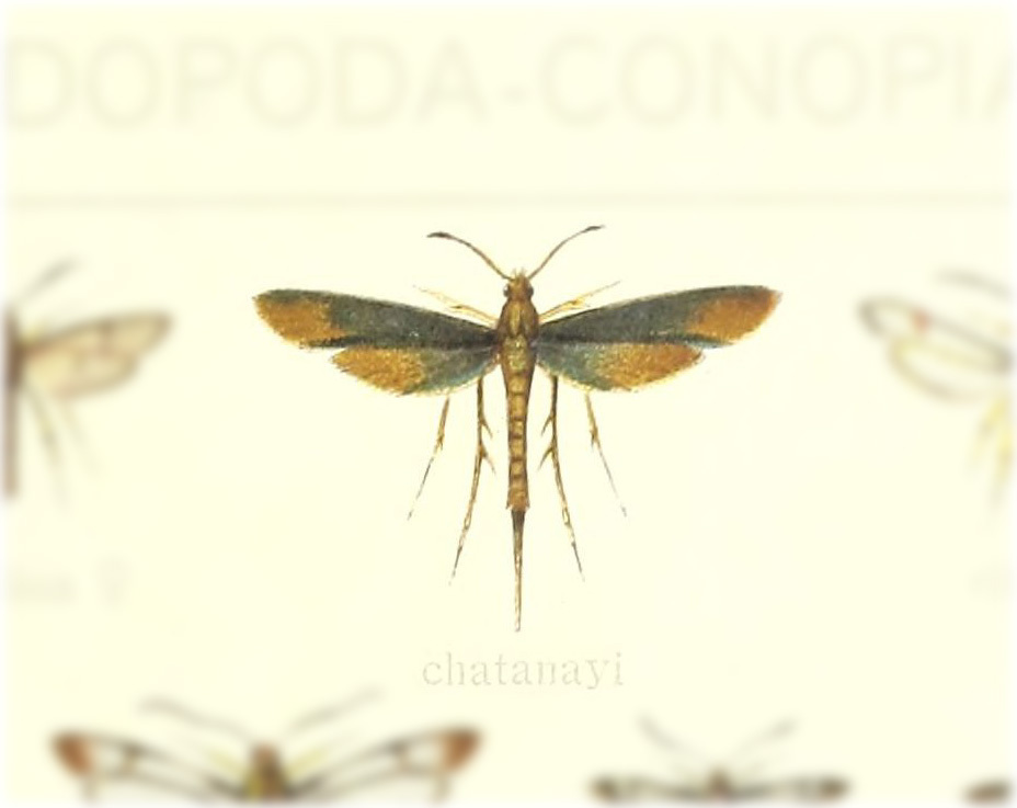 Pseudalcathoe chatanayi