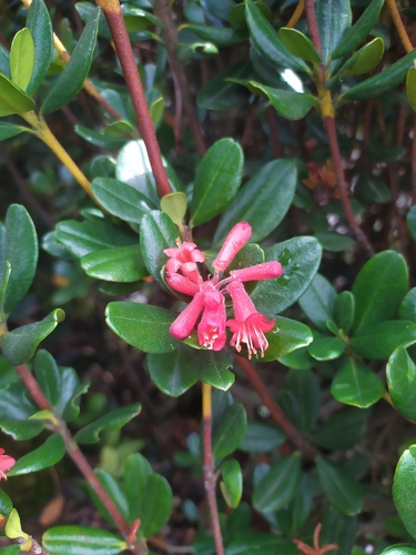 Rhododendron retusum observed 2020-01-12