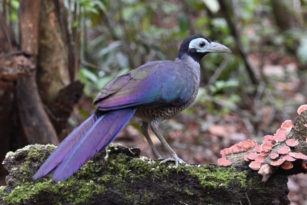 Bornean Ground Cuckoo (Carpococcyx radiceus), photo 2