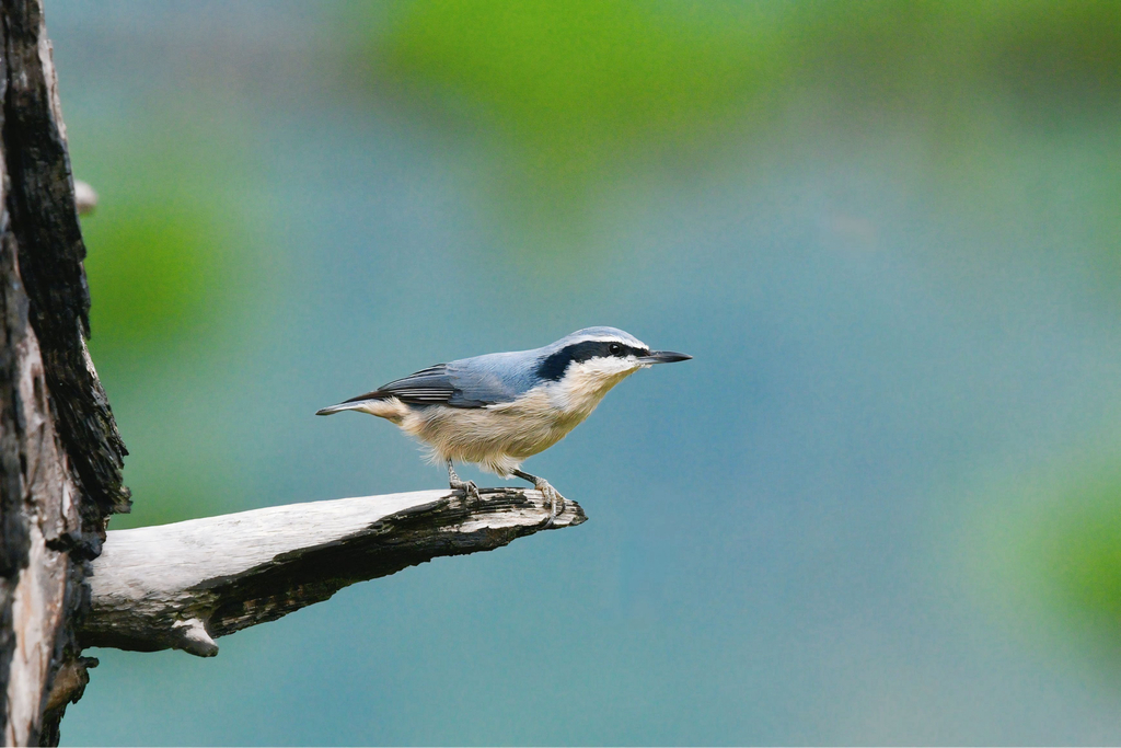 Yunnan Nuthatch (Sitta yunnanensis) photo