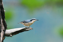 Yunnan Nuthatch photo 1