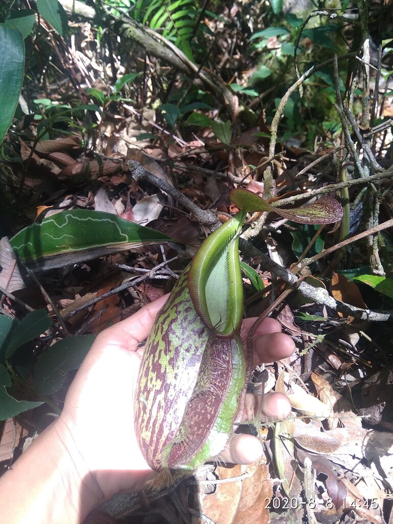 Nepenthes pectinata Danser