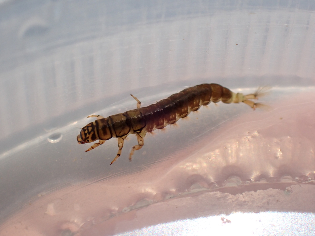 Hydropsyche simulata