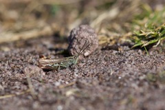 Chorthippus binotatus binotatus