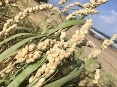 Panicum racemosum