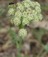 Cnidium cnidiifolium