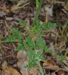 Cnidium cnidiifolium