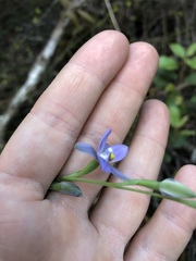 Thelymitra tholiformis