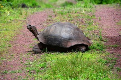 Chelonoidis niger donfaustoi