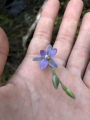 Thelymitra tholiformis