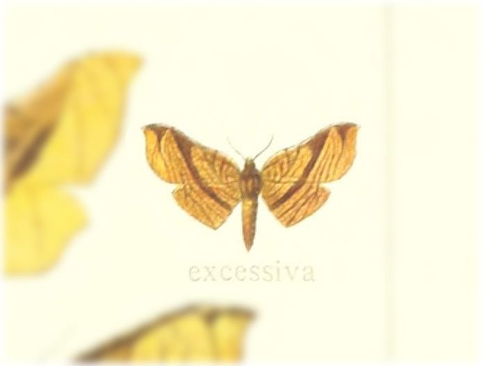 Belonoptera excessiva