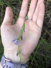 Thelymitra tholiformis