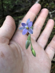 Thelymitra tholiformis