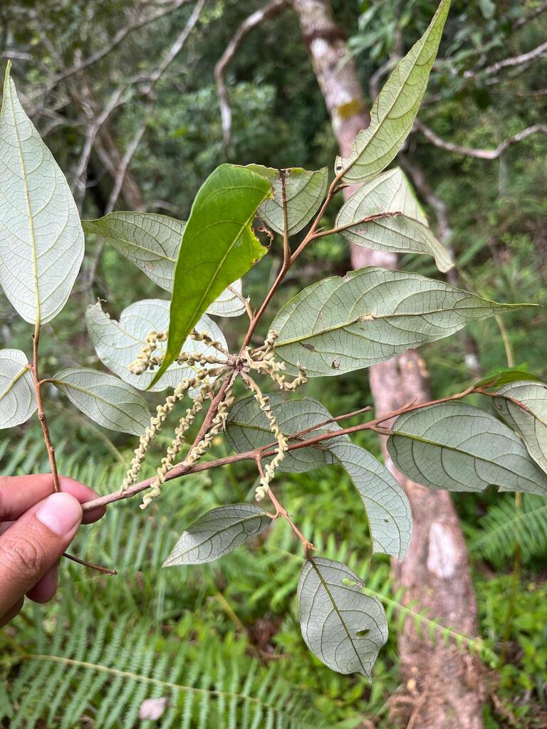 Styrax paralleloneurus