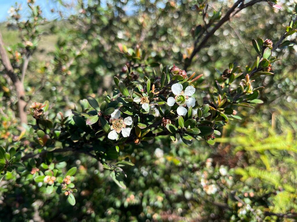 Leptospermum javanicum (Leptospermum javanicum)