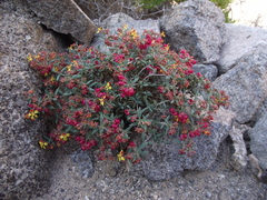 Dinemandra ericoides