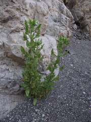 Cristaria integerrima