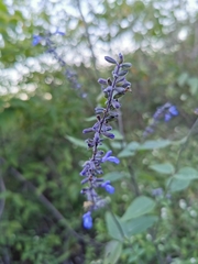 Salvia urolepis