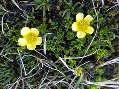 Ranunculus niphophilus