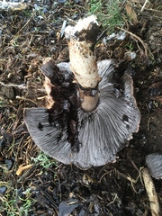 Agaricus lilaceps