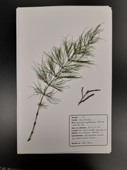 Equisetum sylvaticum