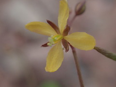 Cleome tenuis