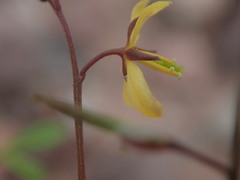 Cleome tenuis