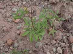 Cleome tenuis