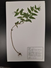 Epilobium ciliatum