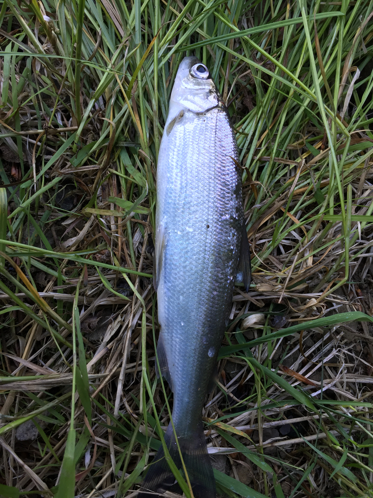 Wartmann's Whitefish