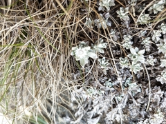 Ewartia nubigena
