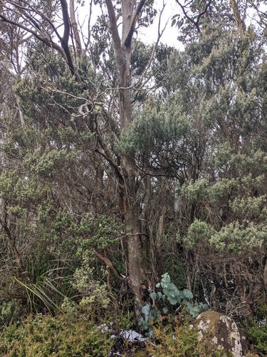 Urn-fruited Gum (Eucalyptus urnigera)